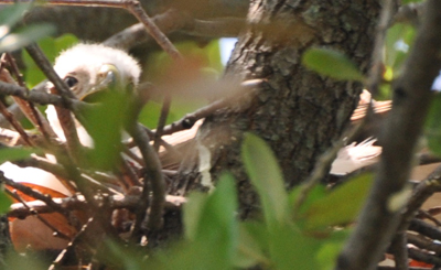 First Glimpse of a chick